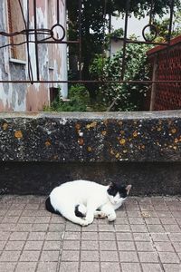 Cat lying on white surface