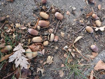 High angle view of dry plants on field