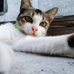 Close-up portrait of a cat