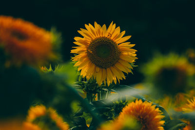 Close-up of yellow flowering plant