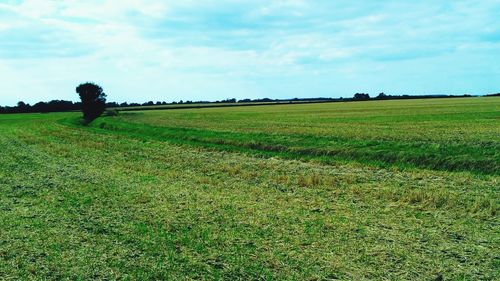 Scenic view of field against sky