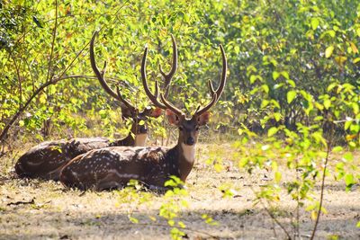 Deer in a forest