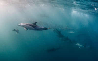 Dolphins swimming undersea