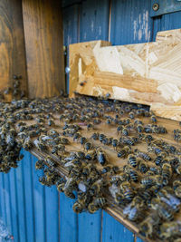 High angle view of bee on wood