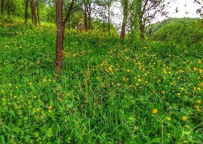 Scenic view of grassy field and trees in forest