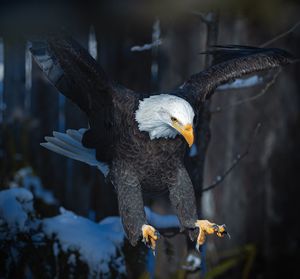 Bald eagle 