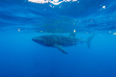 Snorkeling with whale shark in summer seasson in isla mujeres, mexico blue water