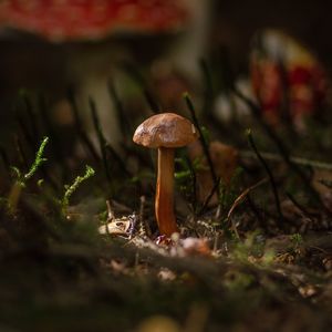 Close-up of mushroom growing on field