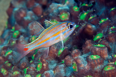 Close-up of fish swimming in sea