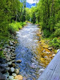River amidst trees in forest