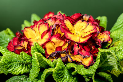 plant