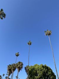 Low angle view of flowering plants against clear blue sky