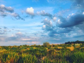 Scenic view of field against sky during sunset