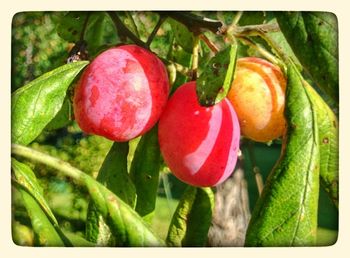 Close-up of red chili peppers