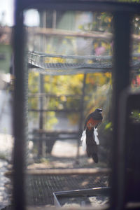 Bird on a railing