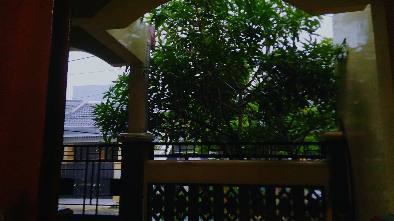 tree, window, architecture, built structure, building exterior, house, fence, sunlight, indoors, growth, railing, day, gate, green color, balcony, door, no people, plant, shadow, tree trunk