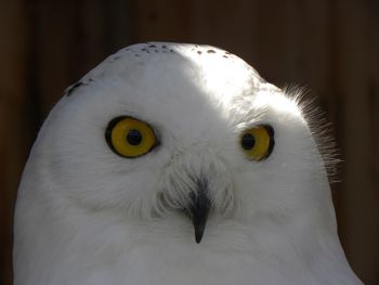 Close-up portrait of a bird