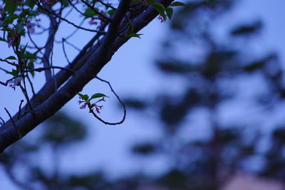 Low angle view of a plant