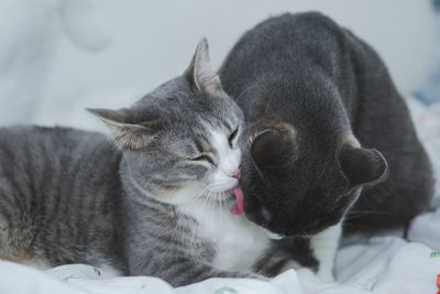 Close-up of a cats resting on bed