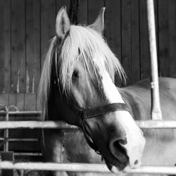 Close-up of horse in stable