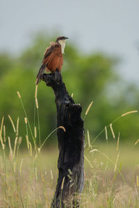 Bird perching on a field