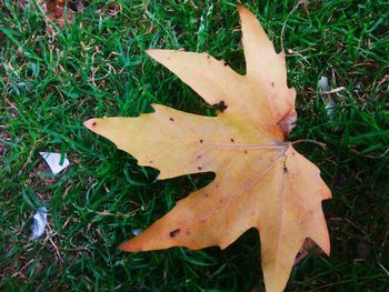 High angle view of yellow maple leaf on land