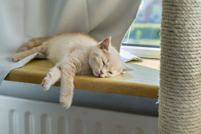 A very tired small ginger shorthair kitten is dozing on the sunny windowsill
