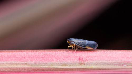 A plant hopper