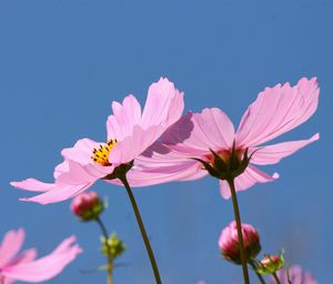 Close-up of pink cosmos flowers against clear blue sky