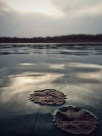 Close-up of leaf floating on water at lake