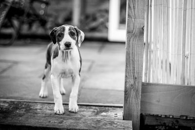 Portrait of dog on wood