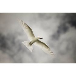 Seagull flying over the background