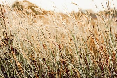 Close-up of wheat field