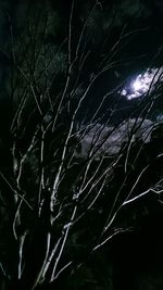 Low angle view of bare trees against sky at night