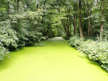 Road passing through forest