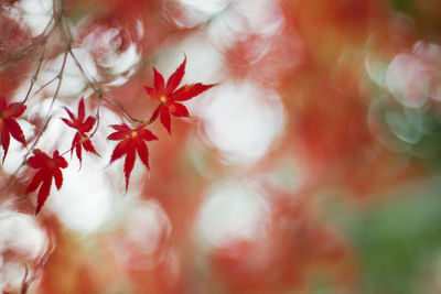 Close-up of red flowers on tree