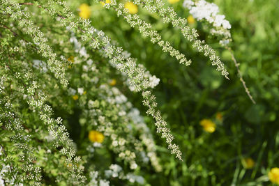 Close-up of flowering plant
