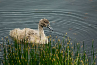 Little swan swimming in lake