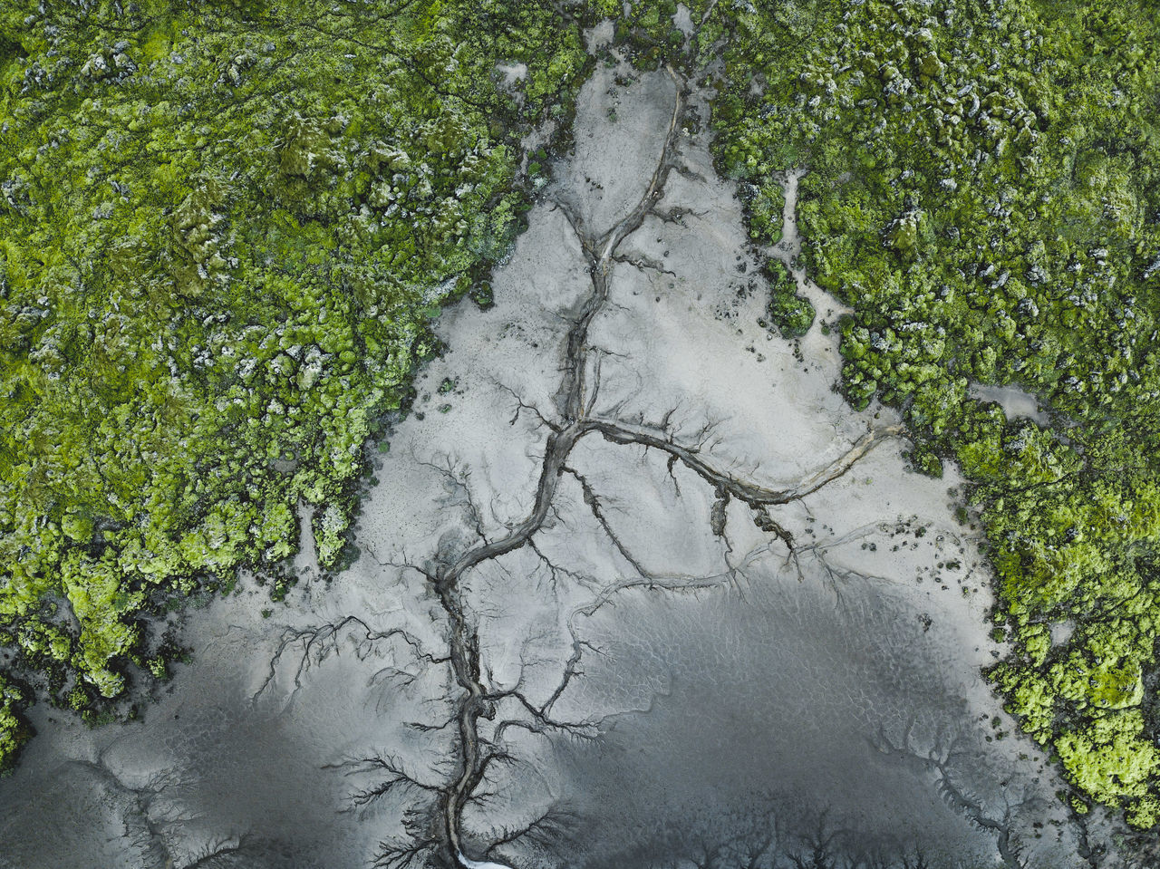 plant, nature, green color, growth, no people, day, water, land, high angle view, tree, mud, environment, outdoors, grass, dirt, landscape, plant part, field