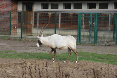 Close-up of horse