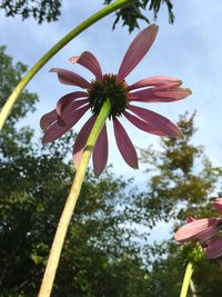 Low angle view of flower blooming against sky