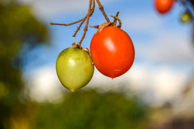 Close-up of tomatoes hanging on tree