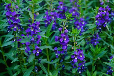 Close-up of purple flowering plants