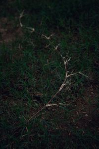 Close-up of plant growing on field at night