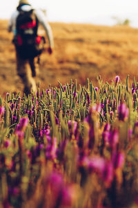 Scenic view of purple flowering plants on field