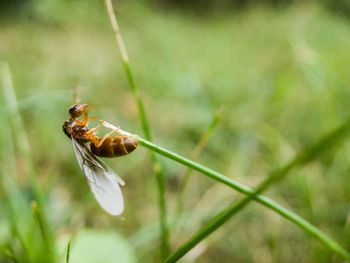 Close-up of insect on flower