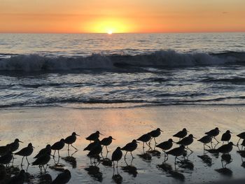 Scenic view of birds against colourful sky during sunset in venice beach 