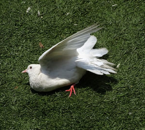 High angle view of bird on field