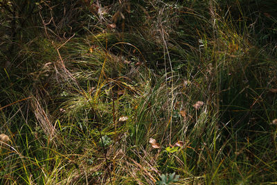 Full frame shot of grass on field