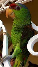 Close-up of parrot perching